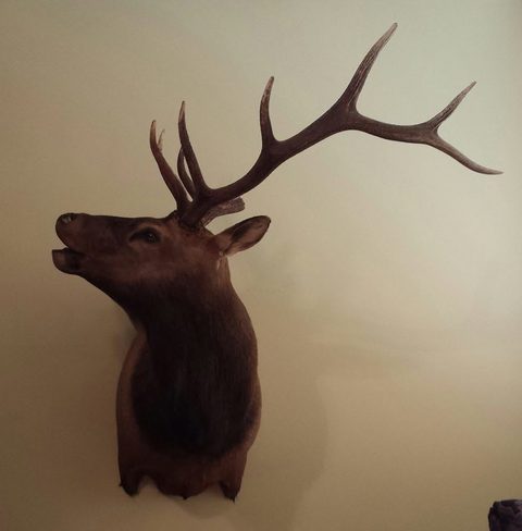 big game taxidermy by Jason's Taxidermy
