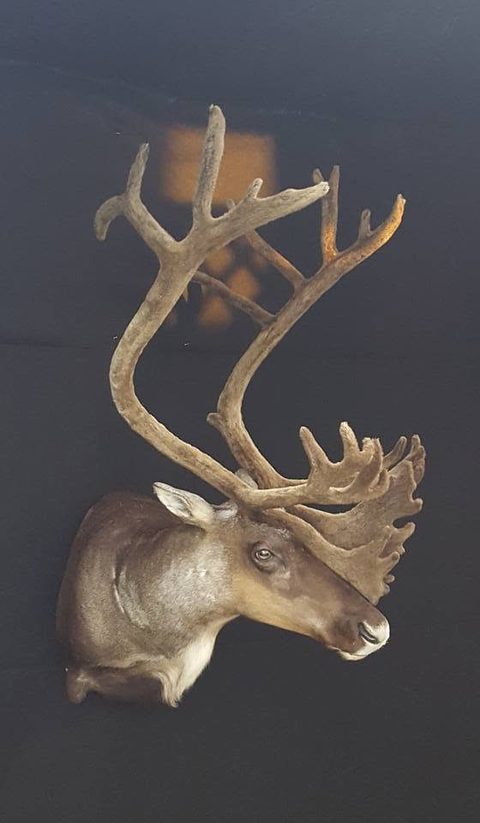 big game taxidermy by Jason's Taxidermy