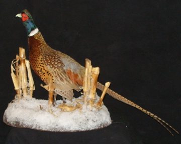 Ring-necked pheasant mount, item #19