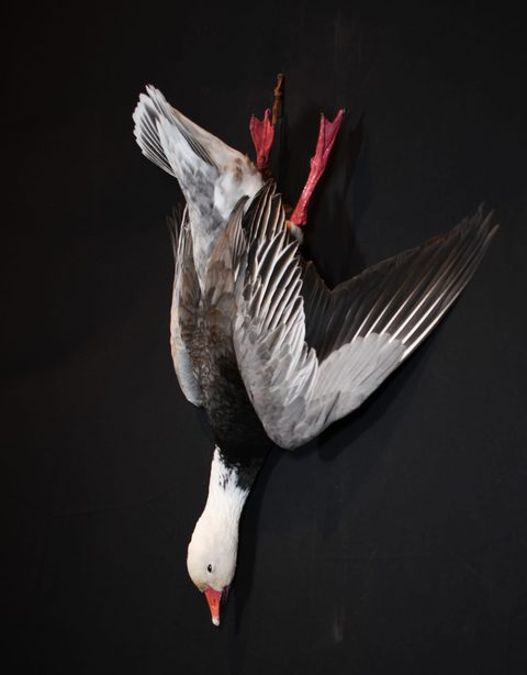 Goose – Deadhang – waterfowl taxidermy by Jason's Taxidermy