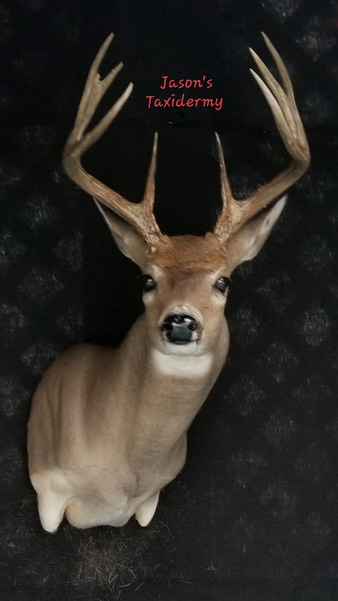 whitetail deer taxidermy by Jason's Taxidermy