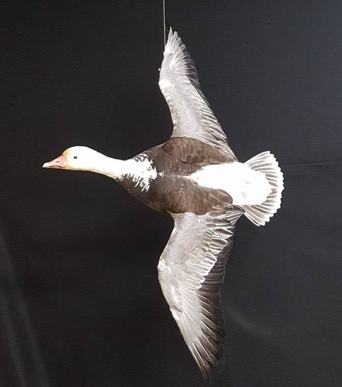 Blue Goose – Flying – waterfowl taxidermy by Jason's Taxidermy
