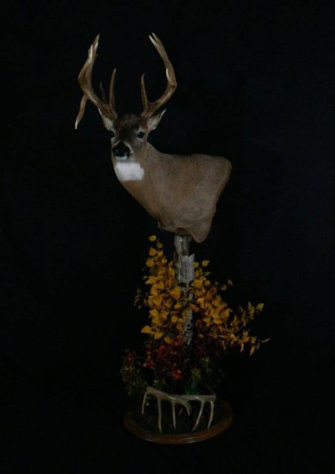 whitetail deer taxidermy by Jason's Taxidermy