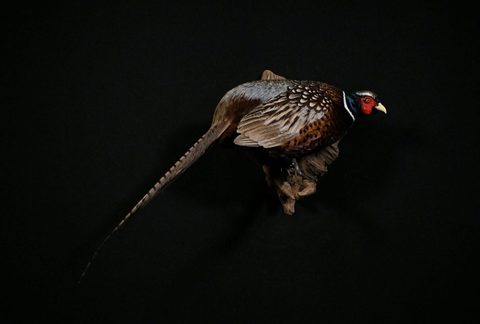 upland game bird taxidermy by Jason's Taxidermy