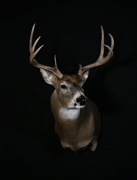 whitetail deer taxidermy by Jason's Taxidermy