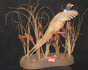Ring-necked pheasant mount, item #16