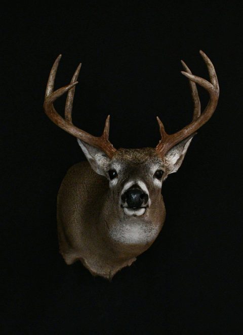whitetail deer taxidermy by Jason's Taxidermy