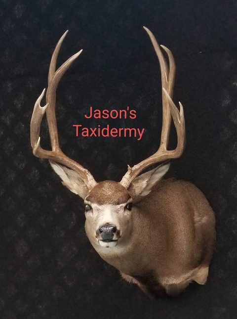 mule deer taxidermy by Jason's Taxidermy