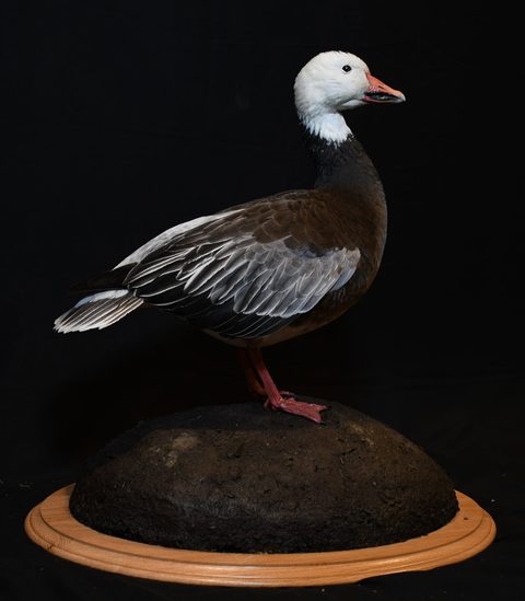 Blue Goose – Standing – waterfowl taxidermy by Jason's Taxidermy