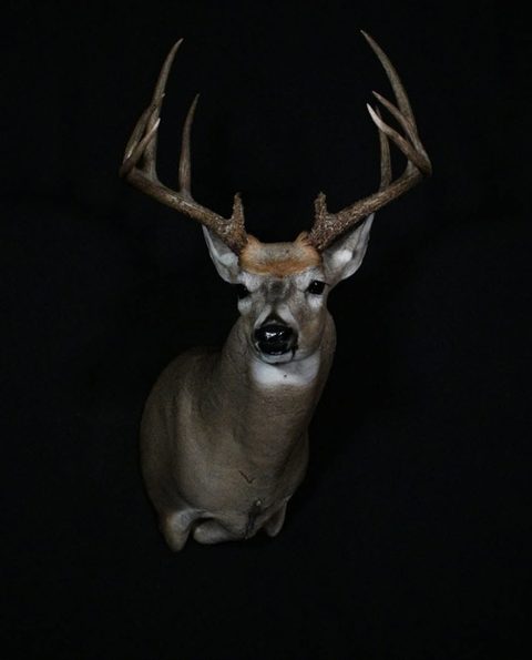 whitetail deer taxidermy by Jason's Taxidermy