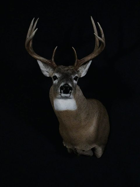 whitetail deer taxidermy by Jason's Taxidermy