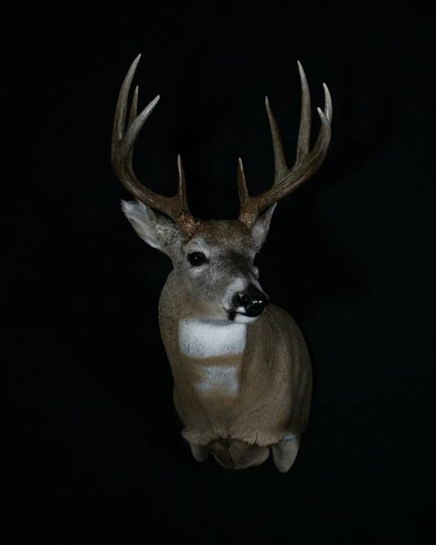 whitetail deer taxidermy by Jason's Taxidermy