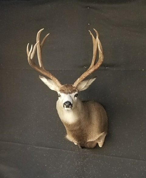 mule deer taxidermy by Jason's Taxidermy
