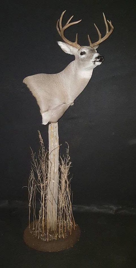 whitetail deer taxidermy by Jason's Taxidermy