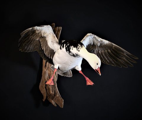 Blue Goose – Landing – waterfowl taxidermy by Jason's Taxidermy