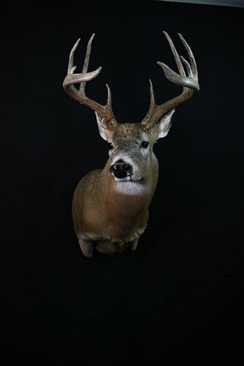 whitetail deer taxidermy by Jason's Taxidermy