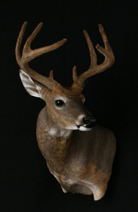 whitetail deer taxidermy by Jason's Taxidermy