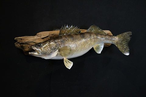 fish taxidermy by Jason's Taxidermy