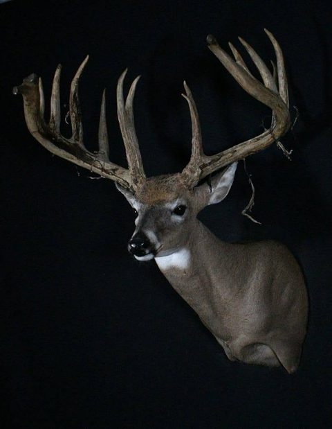 whitetail deer taxidermy by Jason's Taxidermy