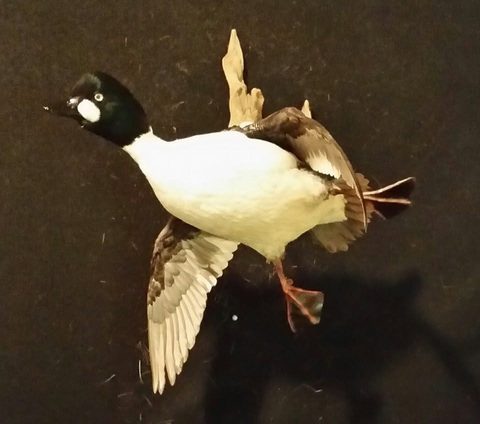 Goldeneye – Flying – waterfowl taxidermy by Jason's Taxidermy