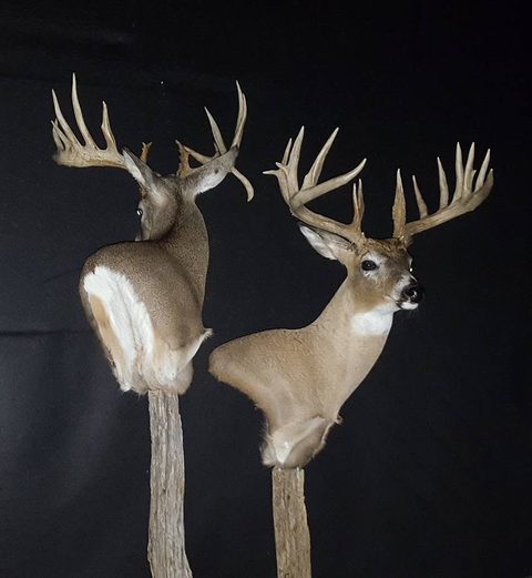 whitetail deer taxidermy by Jason's Taxidermy
