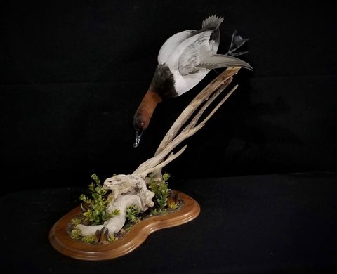 Canvasback – Diving – waterfowl taxidermy by Jason's Taxidermy