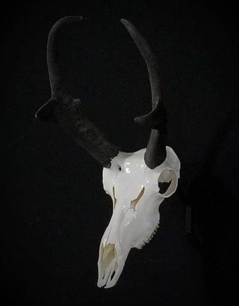 European taxidermy by Jason's Taxidermy