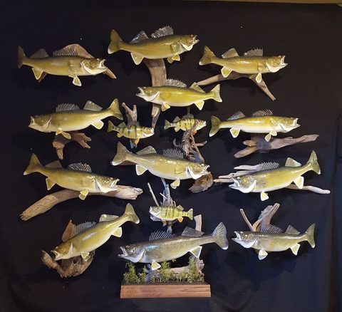 fish taxidermy by Jason's Taxidermy