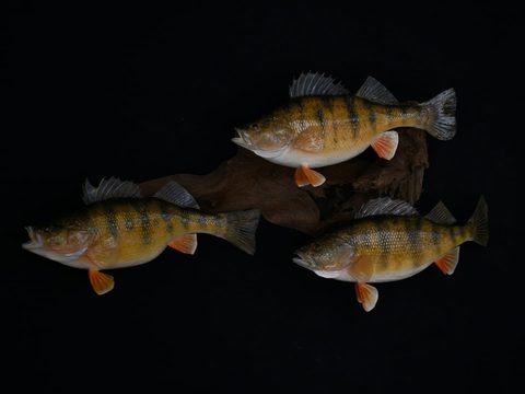 fish taxidermy by Jason's Taxidermy