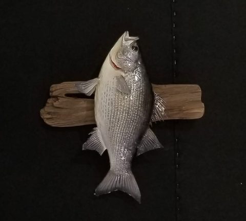 fish taxidermy by Jason's Taxidermy