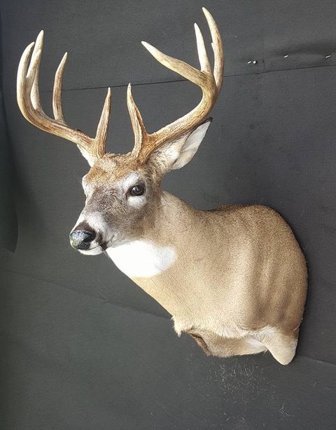 whitetail deer taxidermy by Jason's Taxidermy