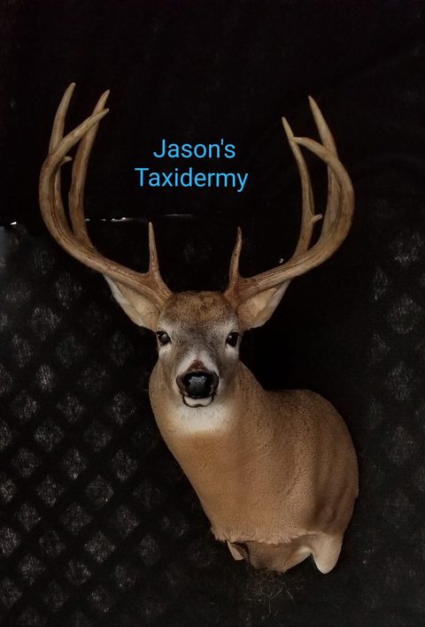 whitetail deer taxidermy by Jason's Taxidermy