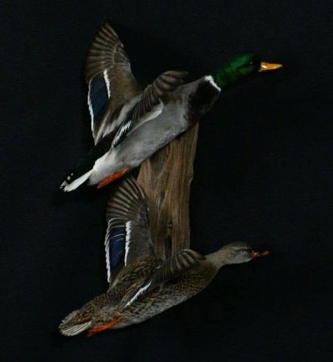 Mallard Pair – Flying – waterfowl taxidermy by Jason's Taxidermy