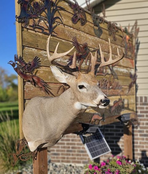 whitetail deer taxidermy by Jason's Taxidermy