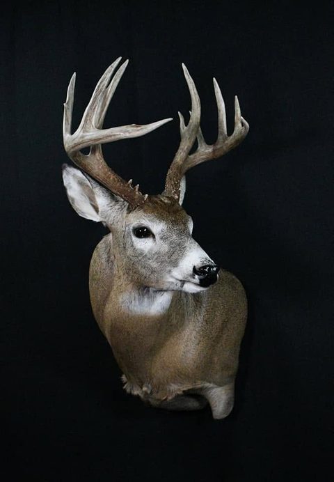 whitetail deer taxidermy by Jason's Taxidermy