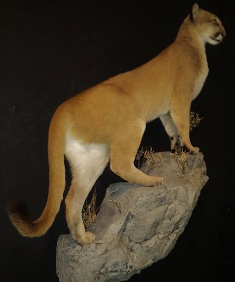 big game taxidermy by Jason's Taxidermy