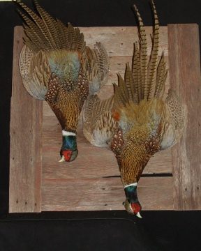 Ring-necked pheasant mount, item #24