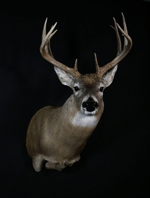 whitetail deer taxidermy by Jason's Taxidermy