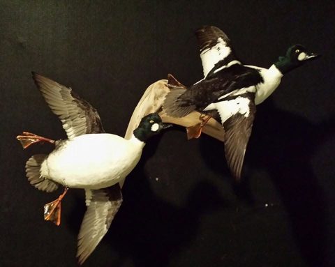 Goldeneyes – Flying – waterfowl taxidermy by Jason's Taxidermy
