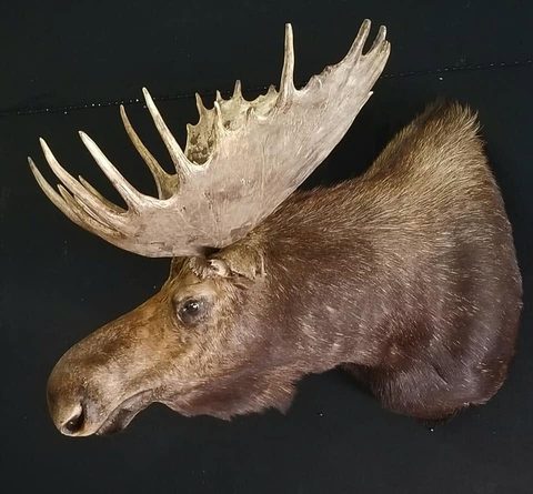 big game taxidermy by Jason's Taxidermy