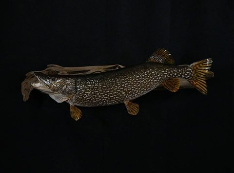 fish taxidermy by Jason's Taxidermy