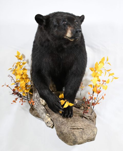 big game taxidermy by Jason's Taxidermy