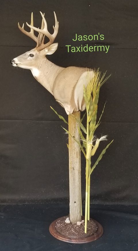 whitetail deer taxidermy by Jason's Taxidermy