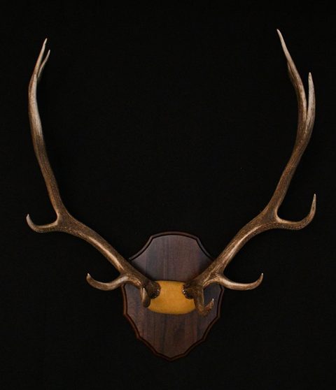 Elk – Antler Mount – antler taxidermy by Jason's Taxidermy