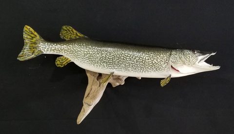 fish taxidermy by Jason's Taxidermy