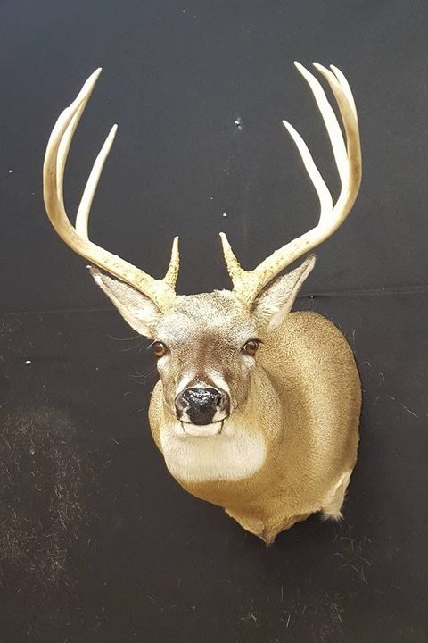 whitetail deer taxidermy by Jason's Taxidermy