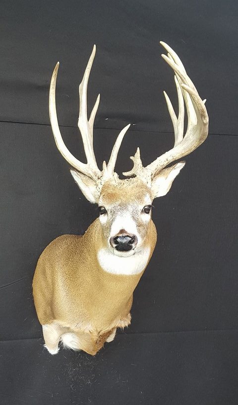 whitetail deer taxidermy by Jason's Taxidermy