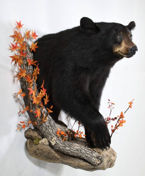 big game taxidermy by Jason's Taxidermy
