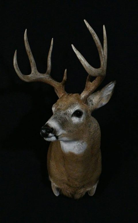 whitetail deer taxidermy by Jason's Taxidermy