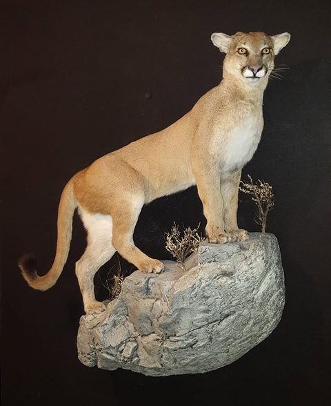 big game taxidermy by Jason's Taxidermy